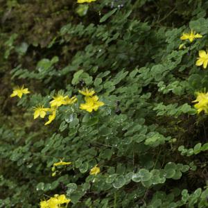 Photographie n°2239265 du taxon Hypericum nummularium L.