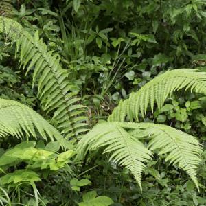 Photographie n°2239270 du taxon Polystichum setiferum (Forssk.) T.Moore ex Woyn.