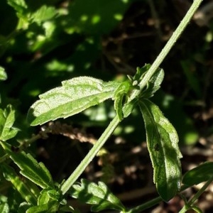 Photographie n°2239281 du taxon Verbena officinalis L. [1753]