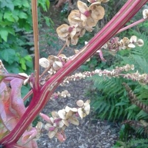 Photographie n°2239291 du taxon Rumex crispus L. [1753]