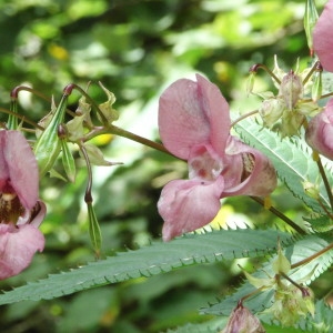 Photographie n°2239304 du taxon Impatiens glandulifera Royle [1833]