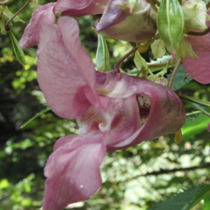 Photographie n°2239306 du taxon Impatiens glandulifera Royle [1833]