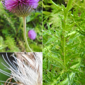 Photographie n°2239333 du taxon Carduus defloratus L. [1759]