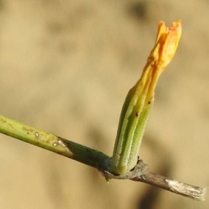 Photographie n°2239354 du taxon Chondrilla juncea L. [1753]