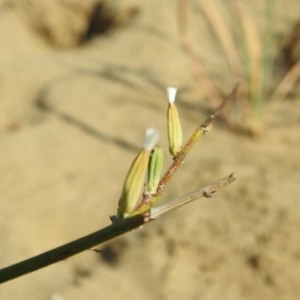 Photographie n°2239356 du taxon Chondrilla juncea L. [1753]