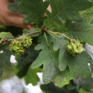 Photographie n°2239404 du taxon Quercus robur L. [1753]