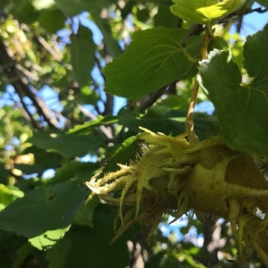 Photographie n°2239440 du taxon Corylus colurna L. [1753]