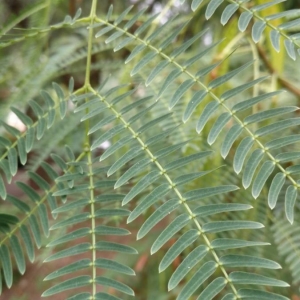 Photographie n°2239452 du taxon Leucaena leucocephala (Lam.) de Wit [1961]