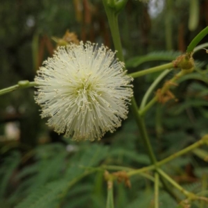 Photographie n°2239453 du taxon Leucaena leucocephala (Lam.) de Wit [1961]