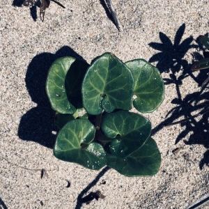 Photographie n°2239490 du taxon Convolvulus soldanella L. [1753]