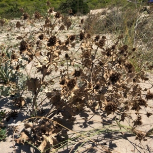 Photographie n°2239496 du taxon Eryngium maritimum L. [1753]