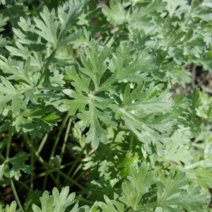 Photographie n°2239511 du taxon Artemisia absinthium L. [1753]