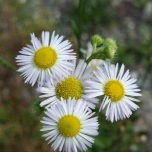 Photographie n°2239512 du taxon Erigeron annuus (L.) Desf. [1804]