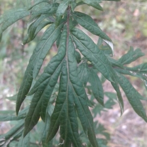 Photographie n°2239528 du taxon Artemisia vulgaris L. [1753]