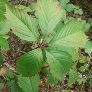 Photographie n°2239530 du taxon Parthenocissus quinquefolia (L.) Planch. [1887]