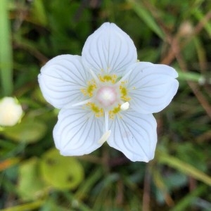 Photographie n°2239533 du taxon Parnassia palustris L. [1753]