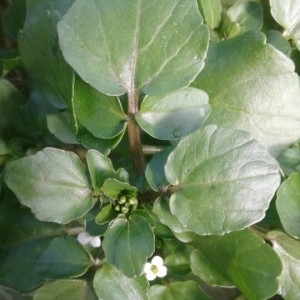 Photographie n°2239544 du taxon Nasturtium officinale R.Br. [1812]