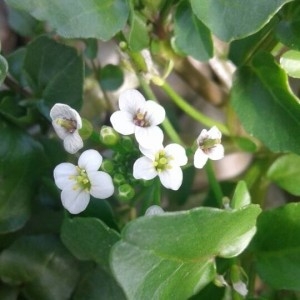 Photographie n°2239545 du taxon Nasturtium officinale R.Br. [1812]