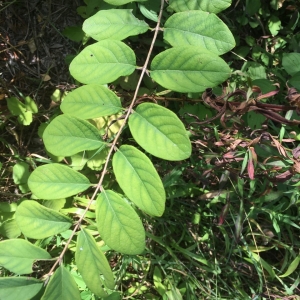 Photographie n°2239588 du taxon Lonicera xylosteum L. [1753]