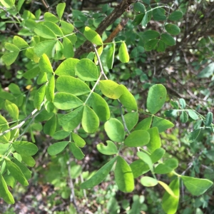 Photographie n°2239592 du taxon Lonicera caprifolium L. [1753]