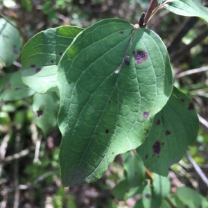 Photographie n°2239593 du taxon Cornus sanguinea L. [1753]