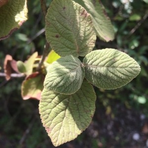 Photographie n°2239596 du taxon Viburnum lantana L. [1753]