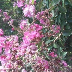 Photographie n°2239604 du taxon Lagerstroemia indica L. [1759]