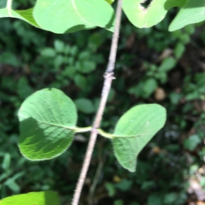 Photographie n°2239606 du taxon Lonicera xylosteum L. [1753]