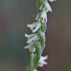 Photographie n°2239613 du taxon Spiranthes spiralis (L.) Chevall. [1827]