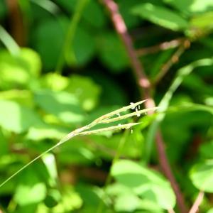 Photographie n°2239682 du taxon Brachypodium pinnatum (L.) P.Beauv. [1812]