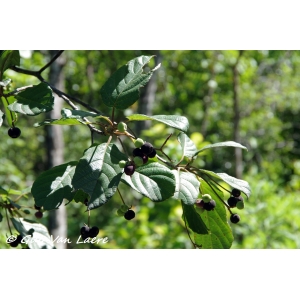 Guettarda scabra (L.) Vent. (Buffcoat tree)