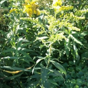 Photographie n°2239743 du taxon Solidago canadensis L. [1753]