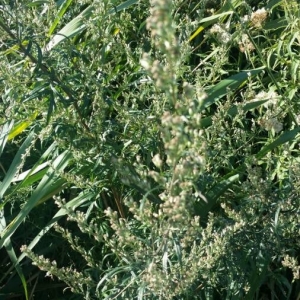 Photographie n°2239747 du taxon Artemisia vulgaris L. [1753]
