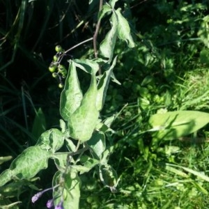 Photographie n°2239753 du taxon Solanum dulcamara L. [1753]