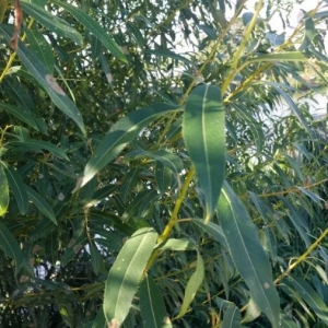 Photographie n°2239756 du taxon Salix alba L. [1753]