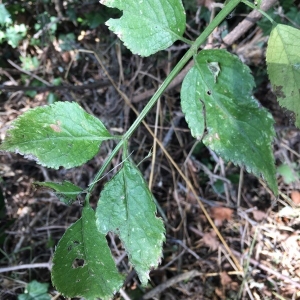 Photographie n°2239808 du taxon Sambucus nigra L. [1753]