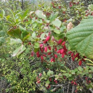 Photographie n°2239813 du taxon Berberis vulgaris L. [1753]