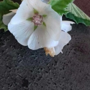 Photographie n°2239819 du taxon Althaea officinalis L. [1753]