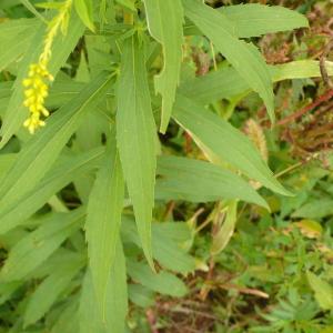 Photographie n°2239831 du taxon Solidago canadensis L. [1753]