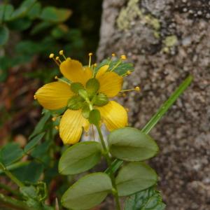 Photographie n°2239841 du taxon Hypericum nummularium L.