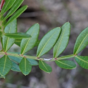 Photographie n°2239846 du taxon Pistacia lentiscus L. [1753]