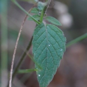 Photographie n°2239854 du taxon Clinopodium vulgare L. [1753]