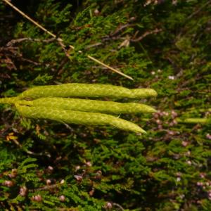 Photographie n°2239865 du taxon Lycopodium clavatum subsp. clavatum 