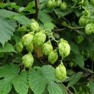 Photographie n°2239870 du taxon Humulus lupulus L. [1753]