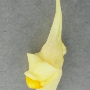 Photographie n°2239944 du taxon Linaria vulgaris Mill. [1768]