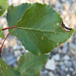 Photographie n°2239953 du taxon Populus nigra L. [1753]