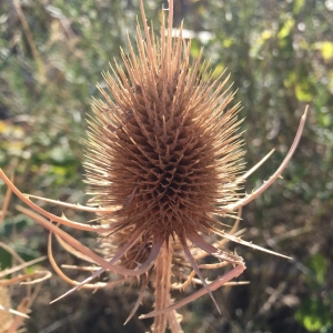 Photographie n°2239959 du taxon Dipsacus fullonum L. [1753]