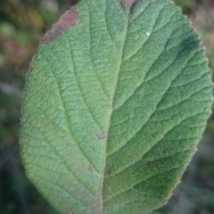 Photographie n°2239962 du taxon Viburnum lantana L. [1753]