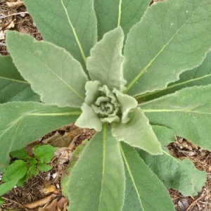 Photographie n°2239963 du taxon Verbascum thapsus L. [1753]