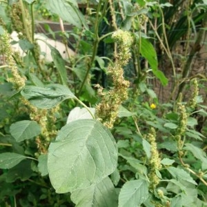 Photographie n°2239967 du taxon Amaranthus retroflexus L. [1753]